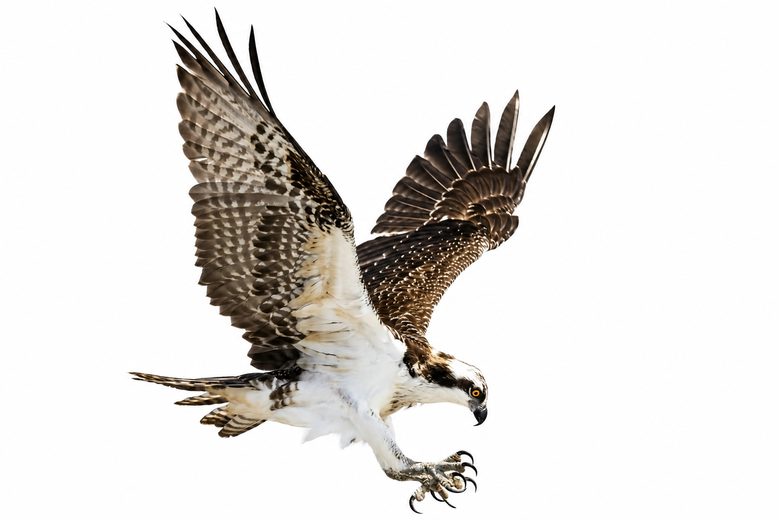 Osprey Horizon